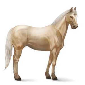 jazdecký kôň abaco barb škvrnitý beluš