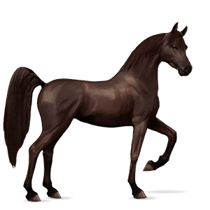jazdecký kôň arabský kôň čierny ryšiak