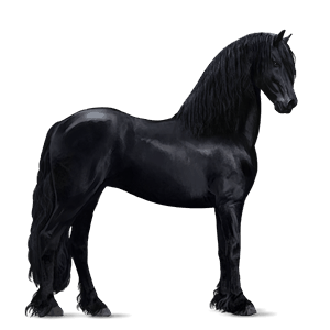 jazdecký kôň frízsky kôň čierny