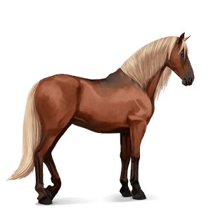 jazdecký kôň tmavý hnedák