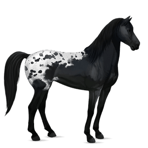 jazdecký kôň beluš