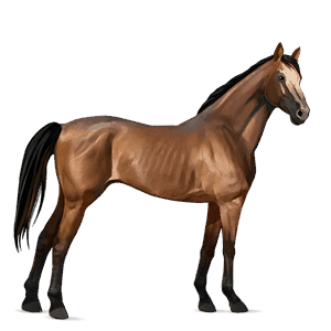 jazdecký kôň svetlý hnedák