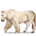 divoký kôň medveď biely