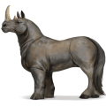 divoký kôň nosorožec