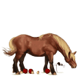 jazdecký kôň arabský kôň čierny ryšiak