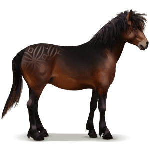 divoký kôň dartmoor