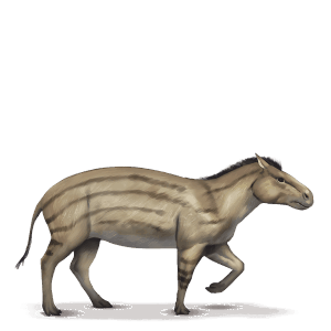 prehistorický kôň hyracotherium