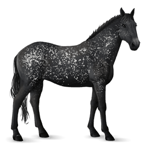 jazdecký kôň andalúzsky kôň svetlý hnedák