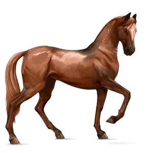 jazdecký kôň tennesseesky mimochodník tmavý hnedák