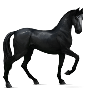 jazdecký kôň kwpn škvrnitý šedý