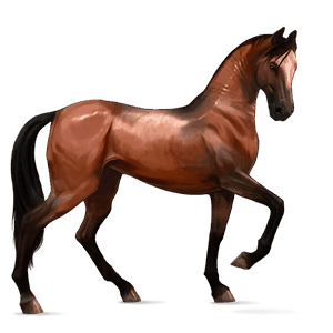 jazdecký kôň arabský kôň hnedák