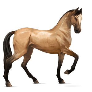 jazdecký kôň achaltekinský kôň plavák