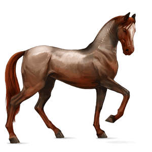 jazdecký kôň holštajnský kôň svetlý hnedák