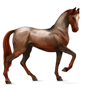 jazdecký kôň quarter horse hnedý ryšiak