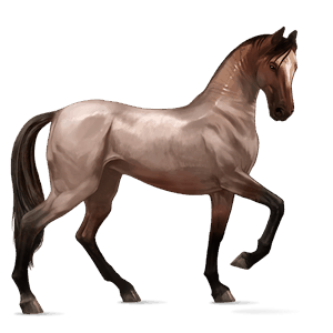 jazdecký kôň lipican škvrnitý šedý
