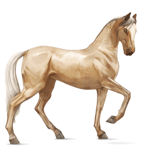 jazdecký kôň achaltekinský kôň palomino