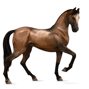 jazdecký kôň achaltekinský kôň svetlý hnedák