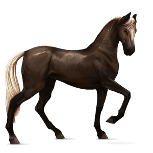 jazdecký kôň čierny ryšiak