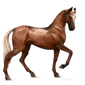 jazdecký kôň achaltekinský kôň hnedý ryšiak