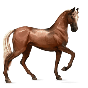 jazdecký kôň arabský kôň gaštanový