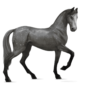 jazdecký kôň shagya arabian škvrnitý šedý