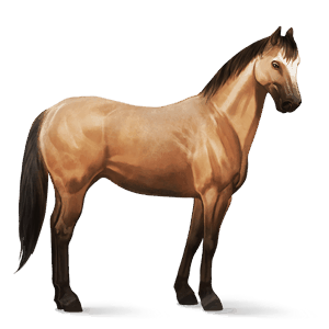 poník waleský pony červený beluš