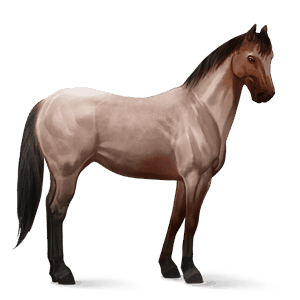 jazdecký kôň quarter horse beluš