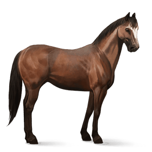 jazdecký kôň americký paint horse tmavý hnedák overo