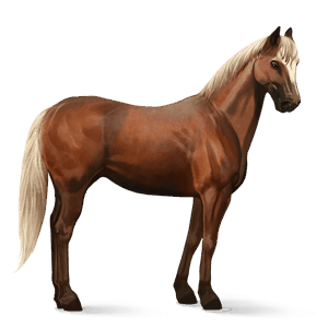 jazdecký kôň quarter horse hnedý ryšiak