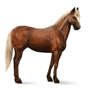 jazdecký kôň camargue škvrnitý šedý