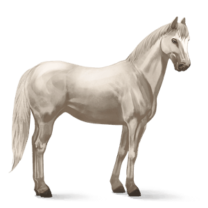 jazdecký kôň holštajnský kôň škvrnitý šedý