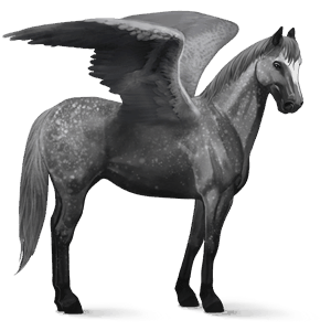 jazdecký pegas quarter horse škvrnitý šedý