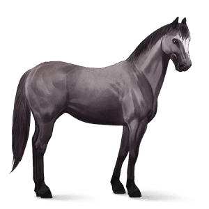 jazdecký kôň quarter horse myšací šedý
