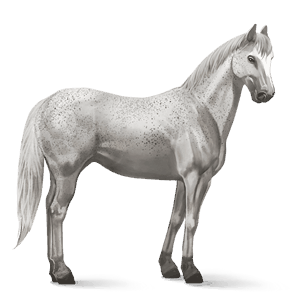 jazdecký kôň camargue škvrnitý šedý