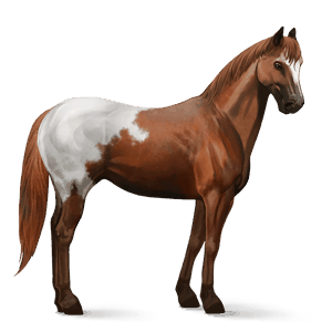 jazdecký kôň appaloosa gaštanový blanket