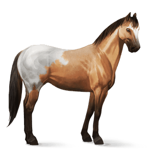 jazdecký kôň appaloosa sivý blanket