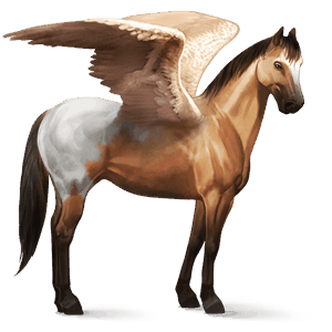 jazdecký pegas appaloosa plavák blanket