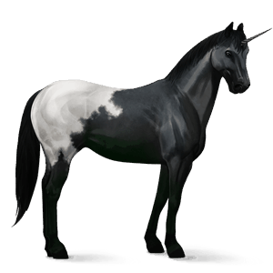 jazdecký jednorožec gypsy vanner tmavý hnedák tobiano