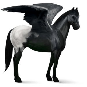 jazdecký pegas appaloosa čierny blanket