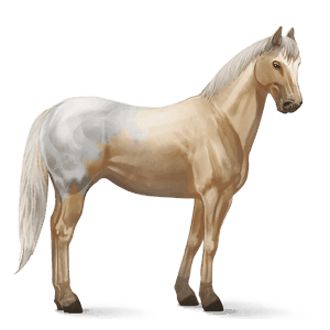 jazdecký kôň andalúzsky kôň palomino