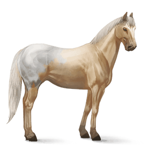 jazdecký kôň appaloosa čierny blanket