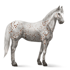 jazdecký kôň appaloosa gaštanový leopard