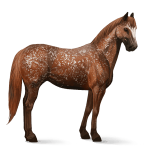 jazdecký kôň americký paint horse gaštanový tobiano