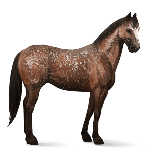 jazdecký kôň quarter horse hnedý ryšiak