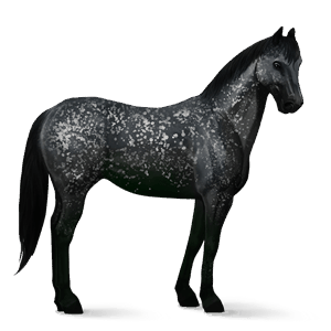 jazdecký kôň americký paint horse gaštanový tobiano