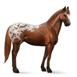 jazdecký kôň appaloosa gaštanový blanket