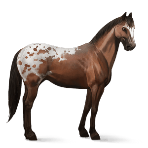 jazdecký kôň appaloosa hnedák škvrnitý blanket