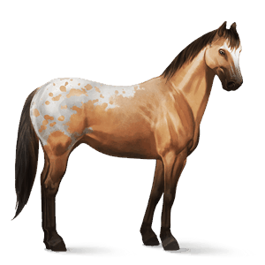jazdecký kôň appaloosa gaštanový škvrnitý blanket