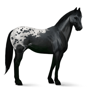 jazdecký kôň americký paint horse ryšiak tobiano