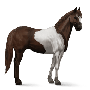 jazdecký kôň lipican tmavý hnedák
